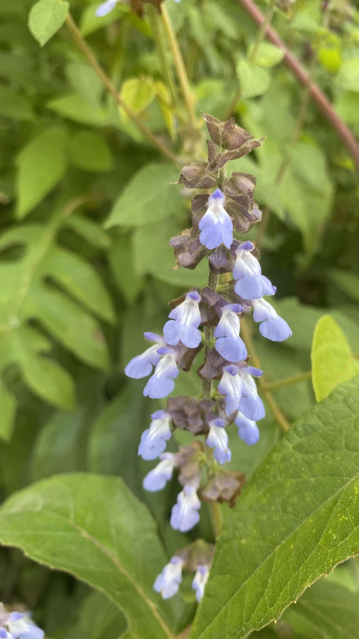 Image de Salvia mocinoi Benth.