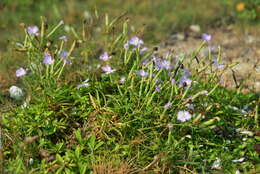 Image of Dianthus longicalyx Miq.