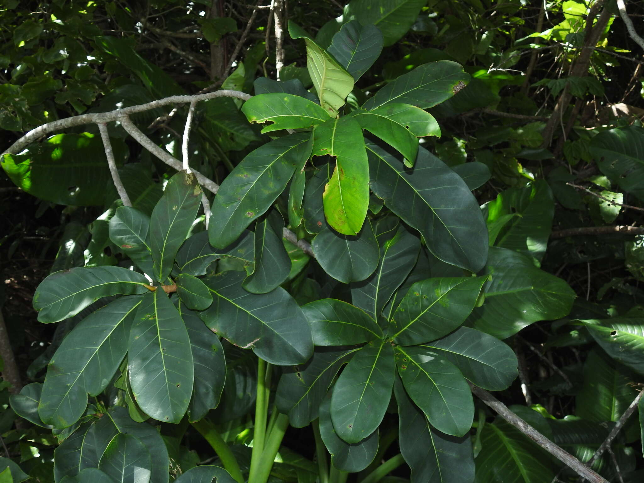 Ficus catappifolia Kunth & Bouche的圖片