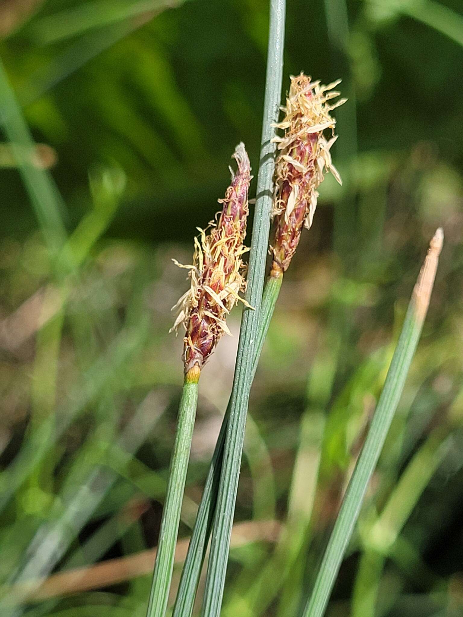 Image of Eleocharis pallens S. T. Blake