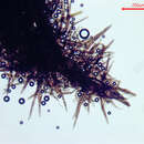 Image of Euantennaria pacifica S. Hughes 1974