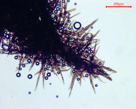 Image of Euantennaria pacifica S. Hughes 1974