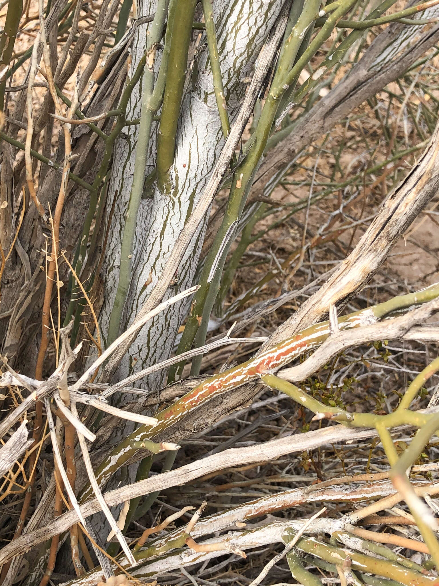 Image of crucifixion thorn