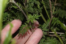 Image of Descurainia myriophylla (Willd. ex DC.) R. E. Fr.