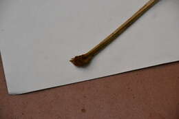 Image of Protium tenuifolium (Engl.) Engl.