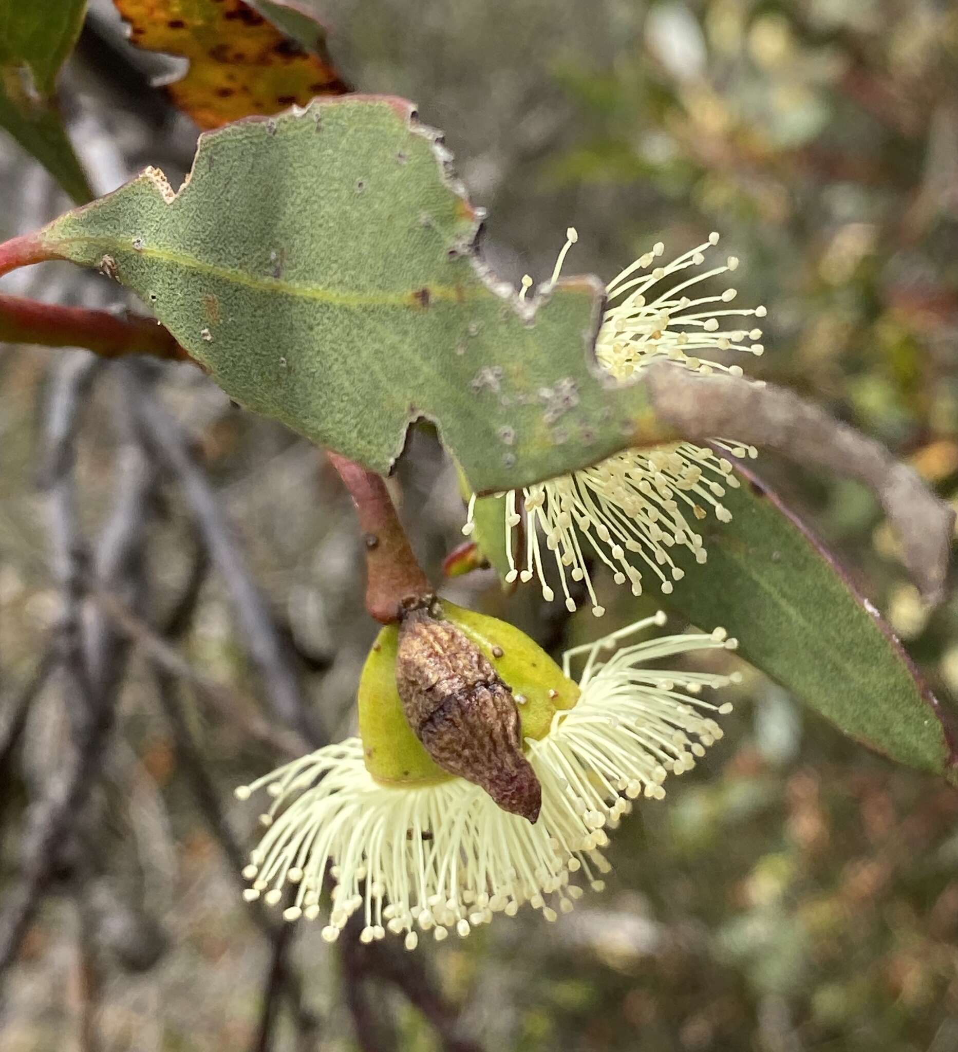 Image of Eucalyptus angulosa Schauer