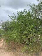 Image of Anisocapparis speciosa (Griseb.) Cornejo & Iltis