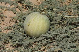 Image of Citrullus ecirrhosus Cogn.