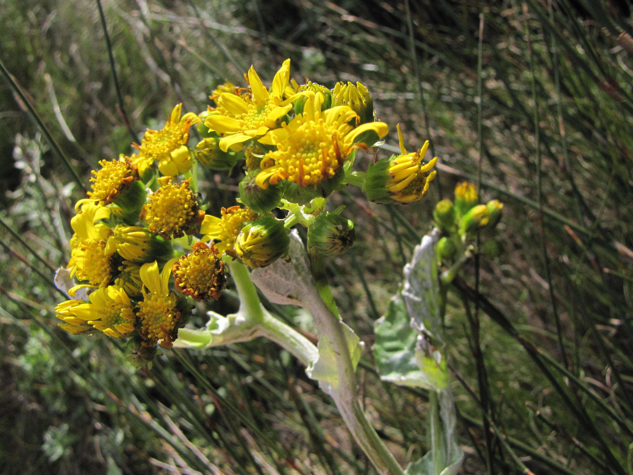 Image of Senecio verbascifolius Burm. fil.