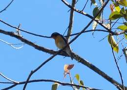 Image of Mugimaki Flycatcher