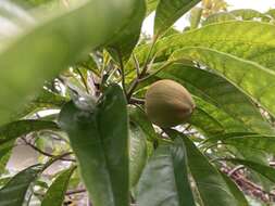 Sivun Pouteria campechiana (Kunth) Baehni kuva