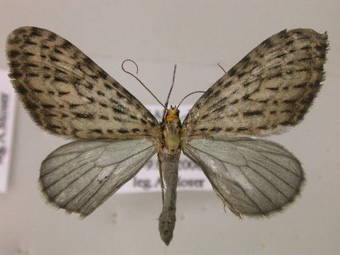 Image of Graphidipus