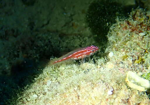 Image of Prasites pygmy goby