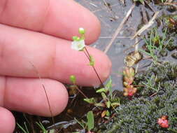 Image of One-Flower Stitchwort