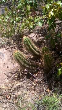 Image of Echinocereus arizonicus subsp. nigrihorridispinus