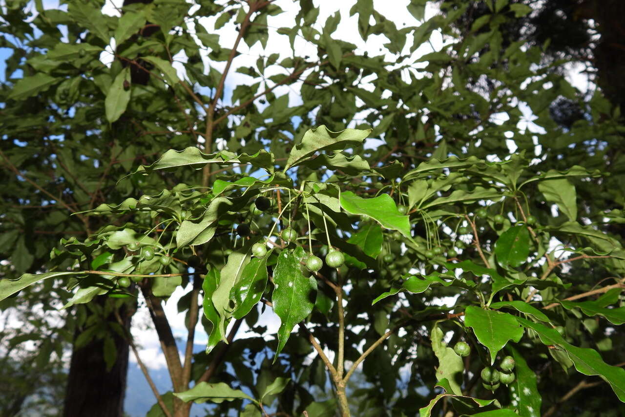 Sivun Pittosporum illicioides Makino kuva