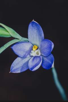 Image of Gumland sun orchid