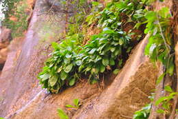 Plancia ëd Dodecatheon pulchellum var. zionense (Eastw.) S. L. Welsh