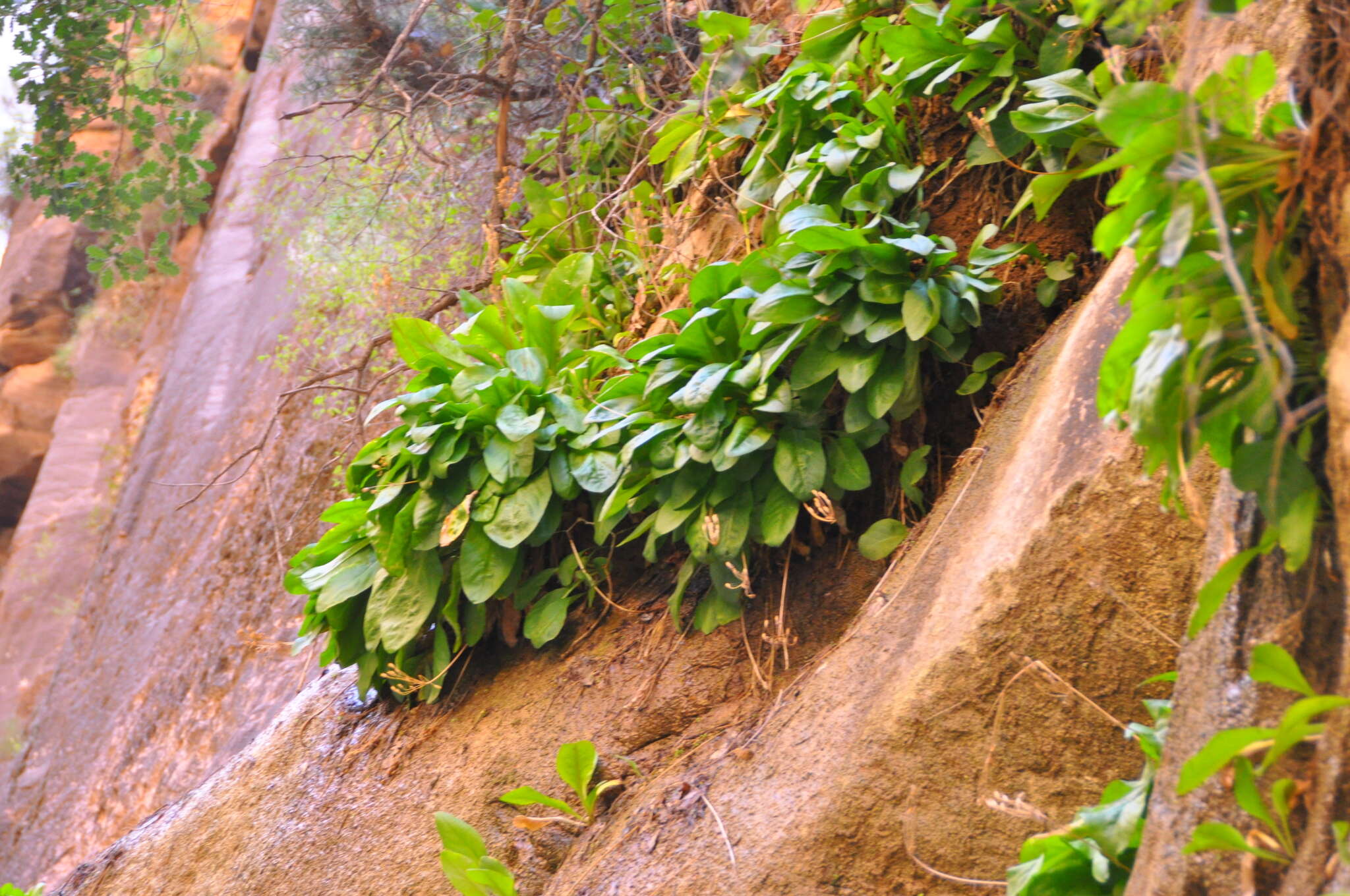 Imagem de Dodecatheon pulchellum var. zionense (Eastw.) S. L. Welsh