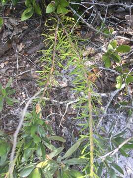 Image of Liatris pauciflora var. secunda (Ell.) D. B. Ward