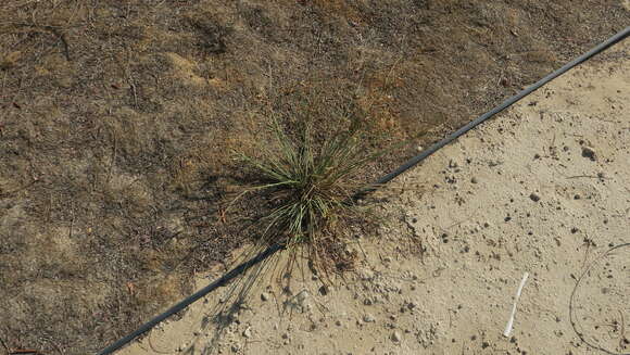 Image of Cyperus conglomeratus Rottb.