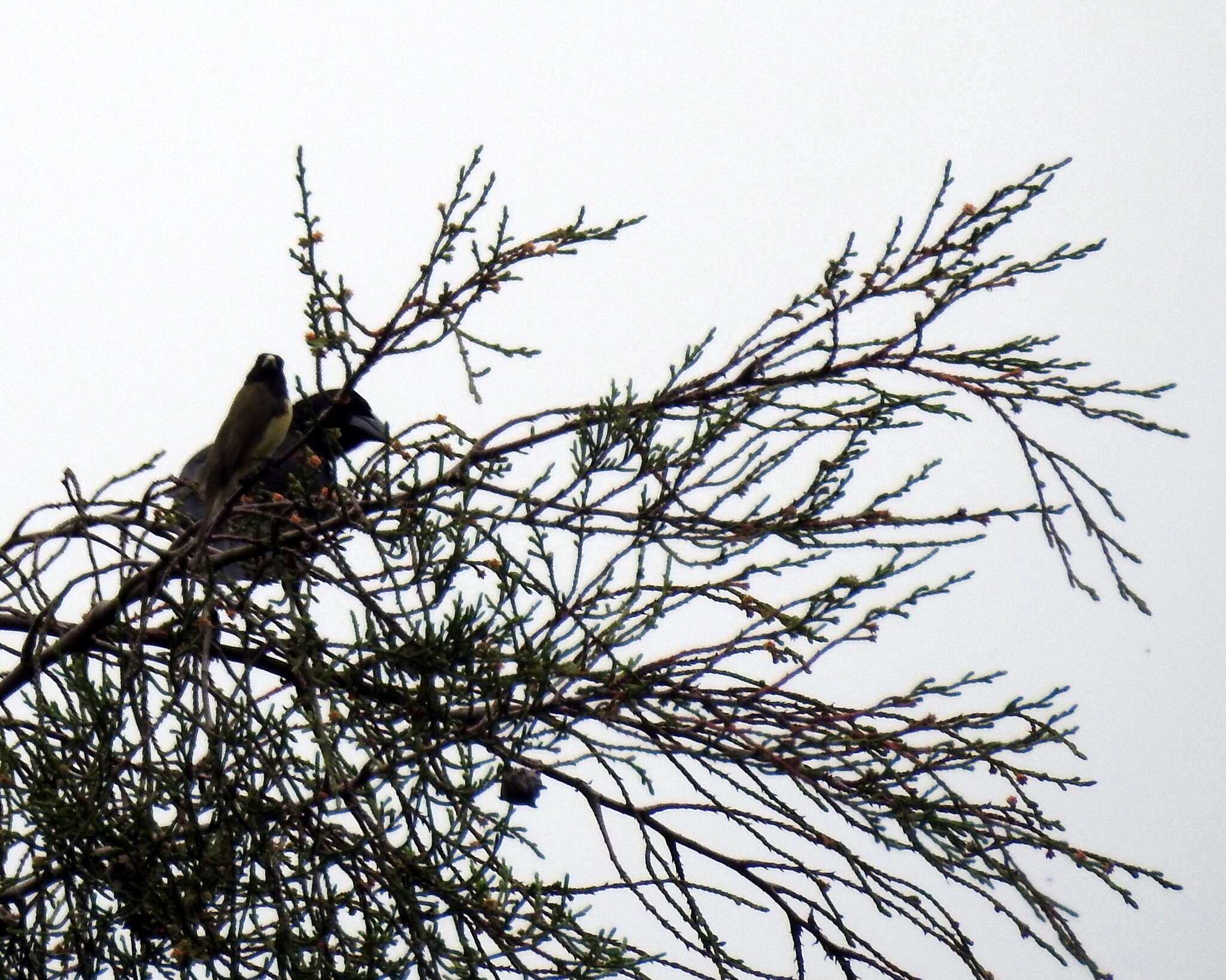 Image of Giant Cowbird