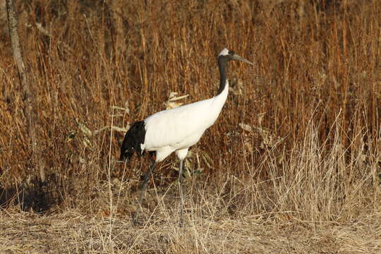 Image of Japanese Crane