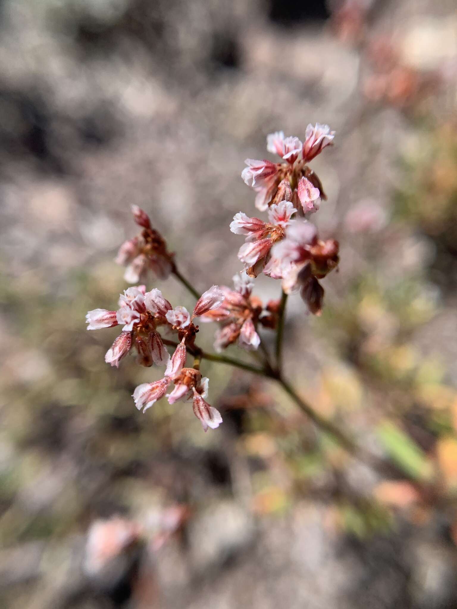 Image of Eriogonum microtheca var. alpinum Reveal