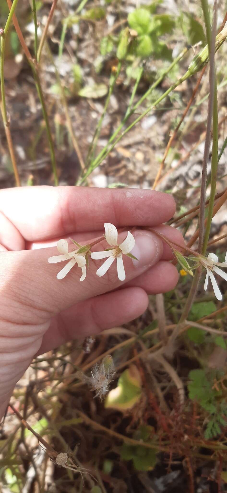 Image of Pelargonium elongatum (Cav.) Steud.