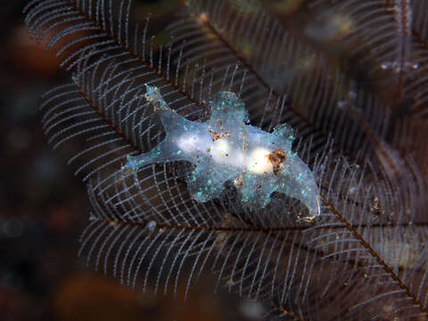 Image of Iridescent nudibranch