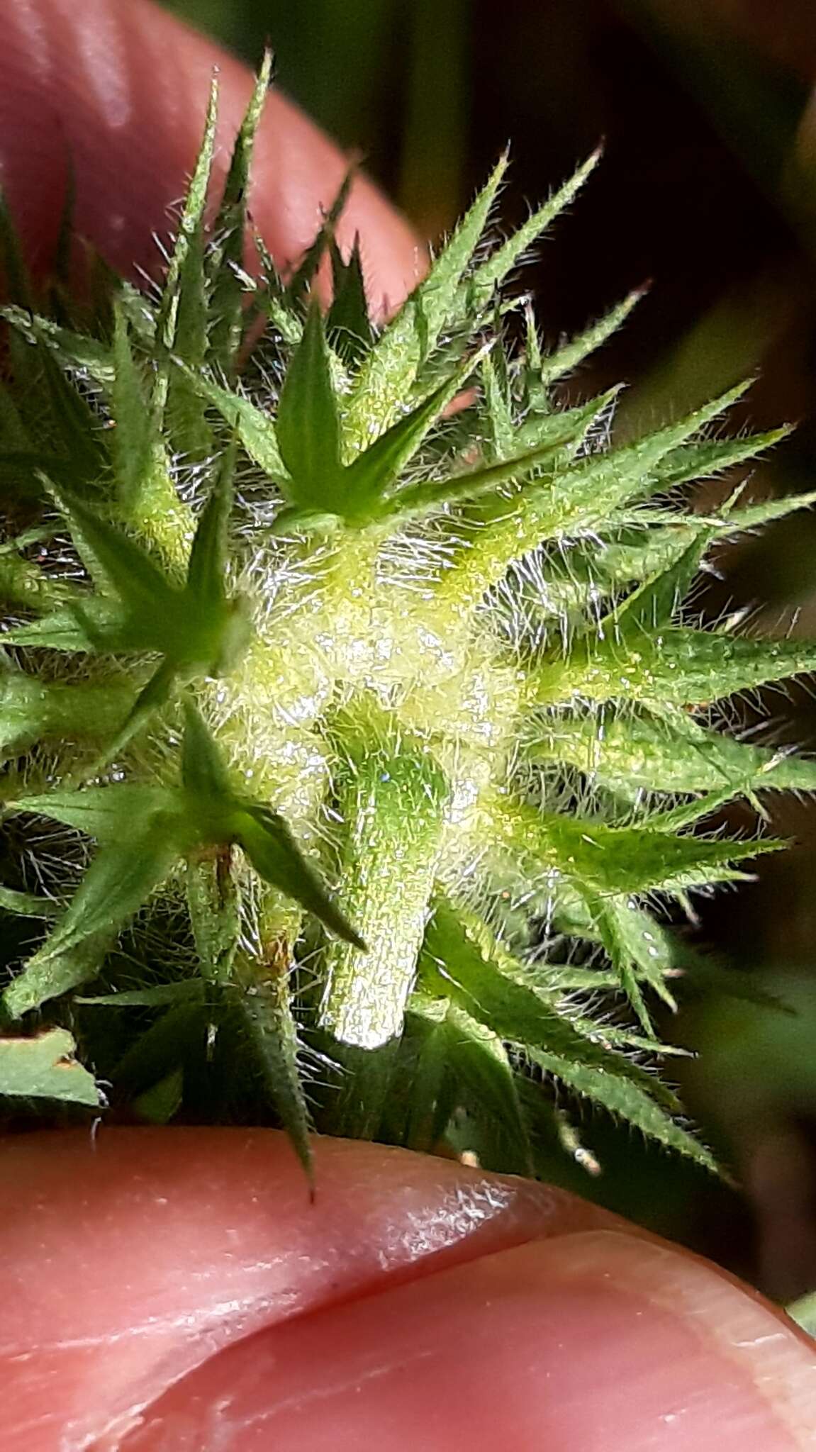 Image of Trifolium squarrosum L.