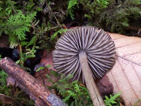 Imagem de Entoloma nodosporum (G. F. Atk.) Noordel. 1979