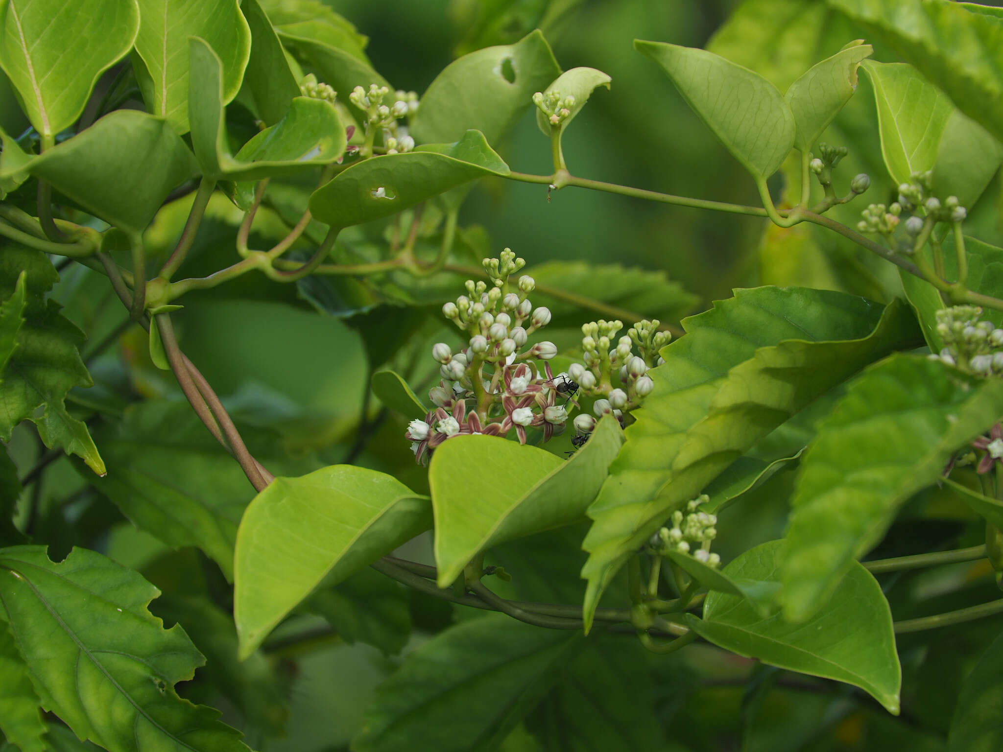 Image of Cynanchum lanhsuense Yamazaki