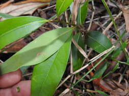 Image de Cinnamomum oliveri F. M. Bailey