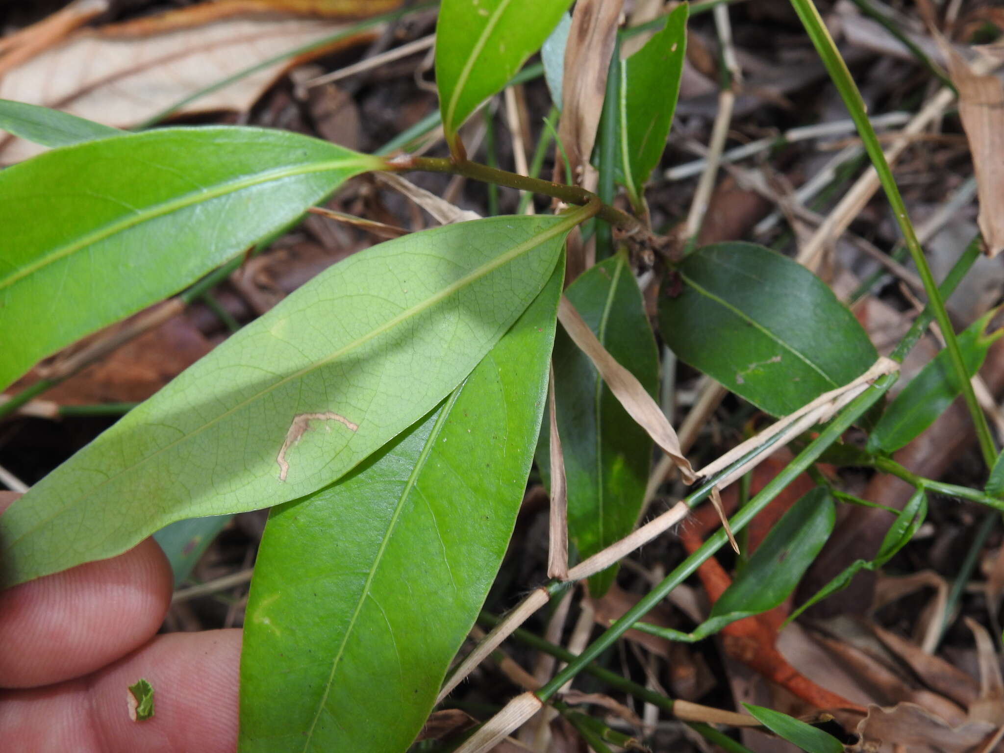 Image de Cinnamomum oliveri F. M. Bailey