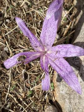 Sivun Colchicum variegatum L. kuva