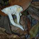 Hygrophorus nothofagi Garrido 1988 resmi