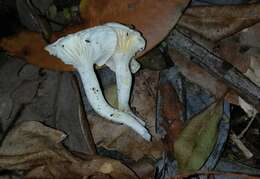 Imagem de Hygrophorus nothofagi Garrido 1988