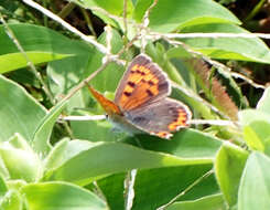 <i>Lycaena phlaeas daimio</i> resmi