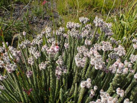 Imagem de Lachnospermum umbellatum (L. fil.) Pillans