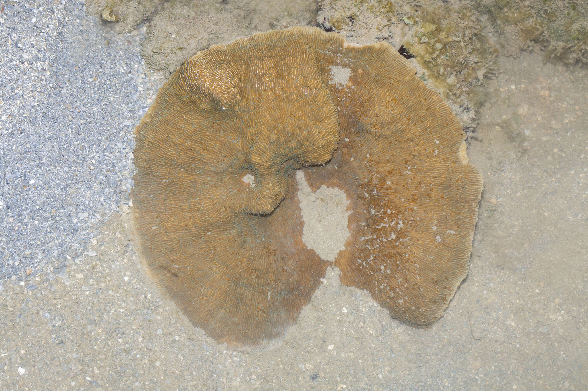 Image of bracket coral