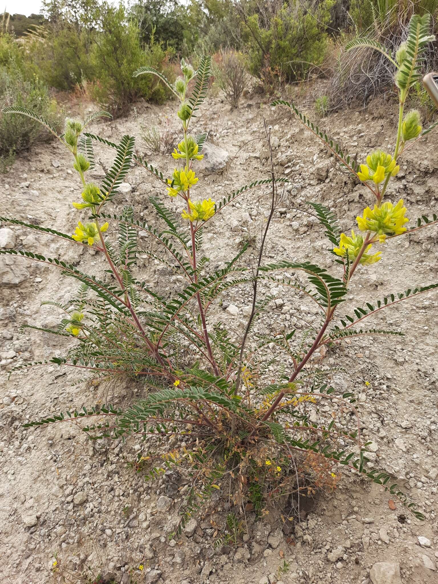 Image of Astragalus alopecuroides L.