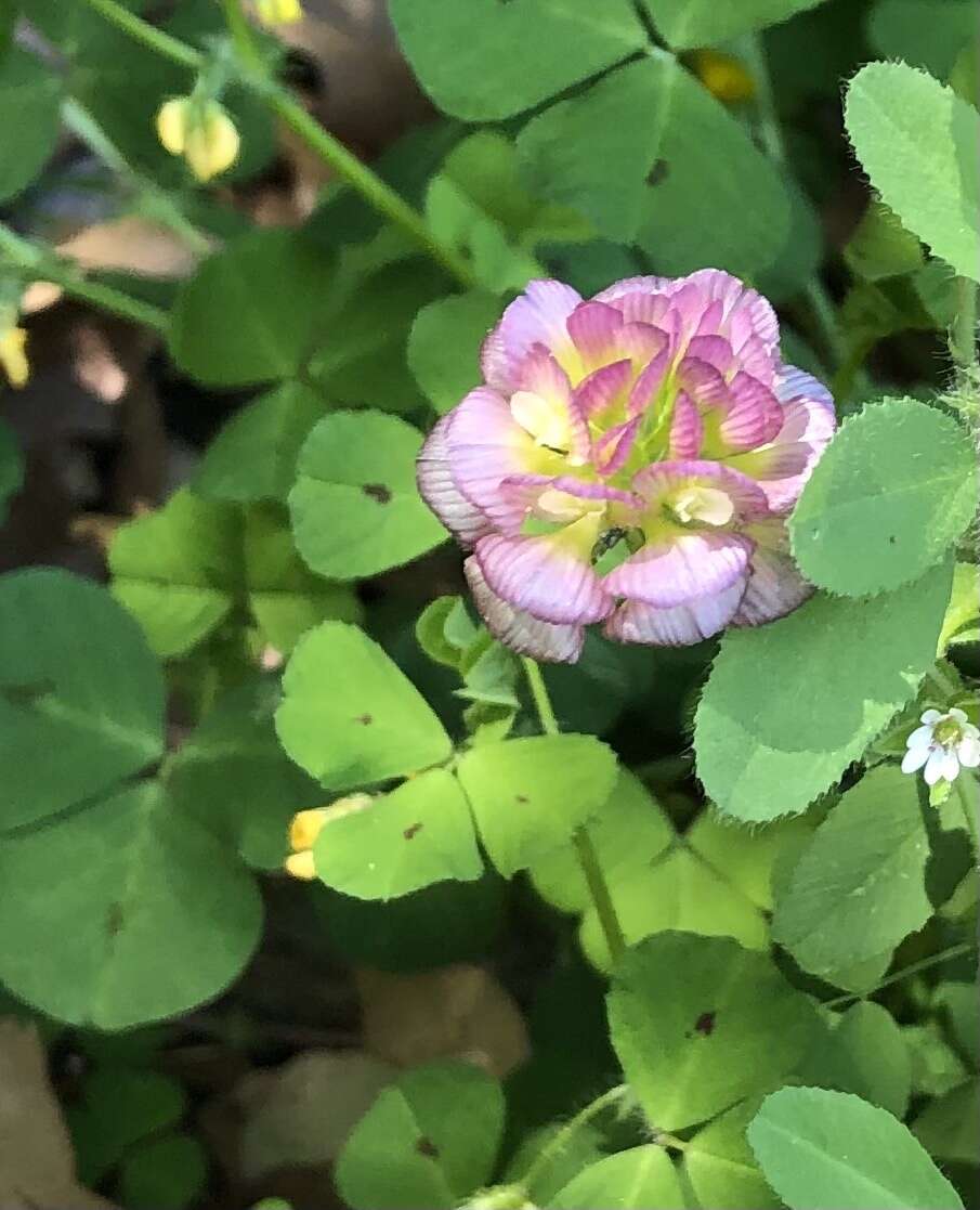 Imagem de Trifolium grandiflorum Schreb.