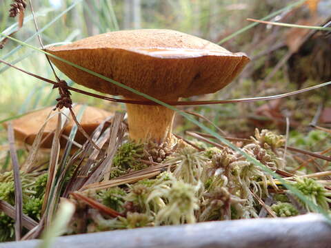 Imagem de Suillus variegatus (Sw.) Richon & Roze 1888