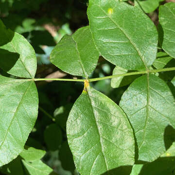 صورة Puccinia andropogonis Schwein. 1832