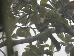 Image of Green Turaco