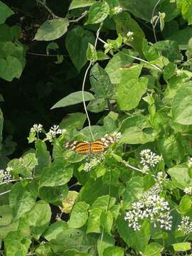 Image of Isabella’s Longwing