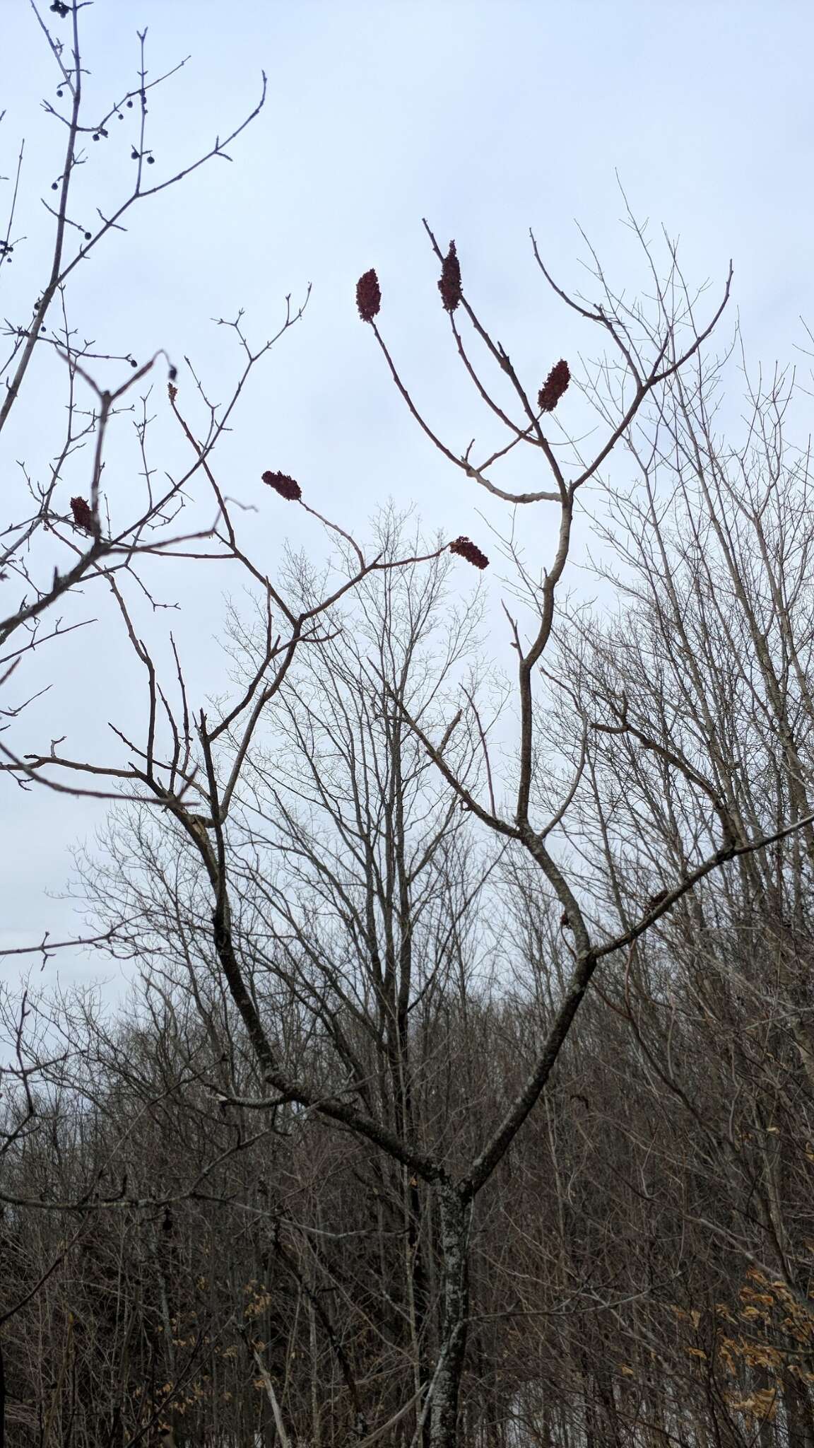 Image of rocky mountain sumac