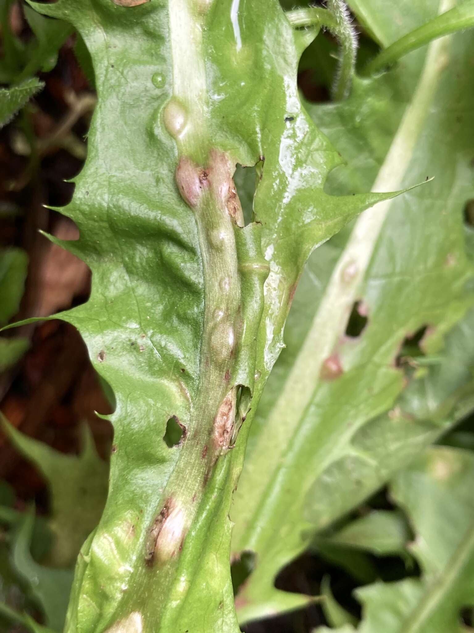 Image of Dandelion gall wasp