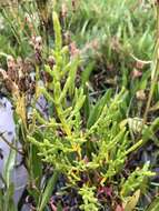 Image of glasswort